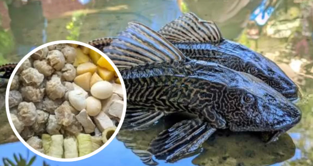 Berani Coba? Ikan Sapu-Sapu Diolah Jadi Siomai, Amankah Untuk Dimakan?